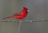 Image. Northern Cardinal