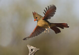 Image. Northern Cardinal