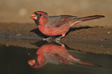 Image. Northern Cardinal