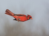 Image. Northern Cardinal