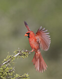 Image. Northern Cardinal