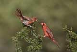 Image. Northern Cardinal