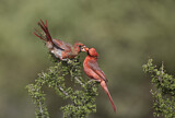 Image. Northern Cardinal