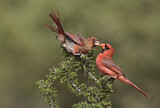 Image. Northern Cardinal