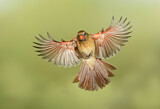 Image. Northern Cardinal