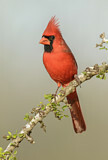 Image. Northern Cardinal