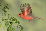 Image. Northern Cardinal