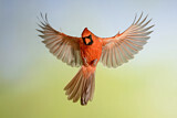 Image. Northern Cardinal