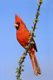 Image. Northern Cardinal
