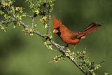 Image. Northern Cardinal