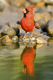 Image. Northern Cardinal