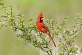 Image. Northern Cardinal