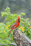 Image. Northern Cardinal