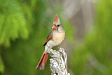 Image. Northern Cardinal