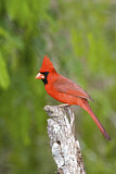 Image. Northern Cardinal