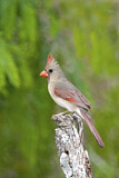 Image. Northern Cardinal