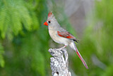 Image. Northern Cardinal