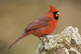 Image. Northern Cardinal