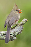 Image. Northern Cardinal