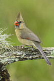 Image. Northern Cardinal