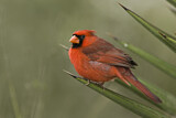 Image. Northern Cardinal