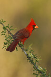 Image. Northern Cardinal