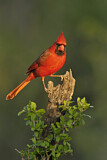 Image. Northern Cardinal