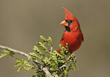 Image. Northern Cardinal