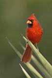 Image. Northern Cardinal