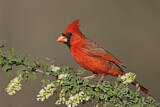 Image. Northern Cardinal