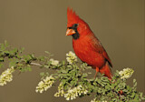 Image. Northern Cardinal