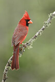 Image. Northern Cardinal