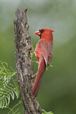 Image. Northern Cardinal