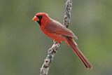 Image. Northern Cardinal