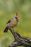 Image. Northern Cardinal