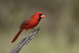 Image. Northern Cardinal