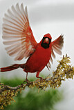 Image. Northern Cardinal