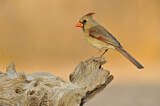 Image. Northern Cardinal
