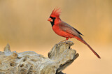 Image. Northern Cardinal