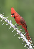 Image. Northern Cardinal