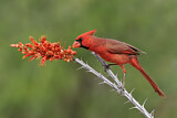 Image. Northern Cardinal
