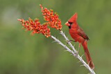 Image. Northern Cardinal