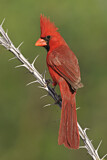 Image. Northern Cardinal