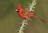 Image. Northern Cardinal
