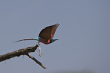 Image. Northern Carmine Bee-eater