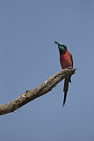 Image. Northern Carmine Bee-eater