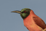 Image. Northern Carmine Bee-eater