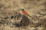 Image. Northern Carmine Bee-eater