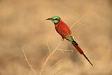 Image. Northern Carmine Bee-eater