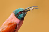 Image. Northern Carmine Bee-eater